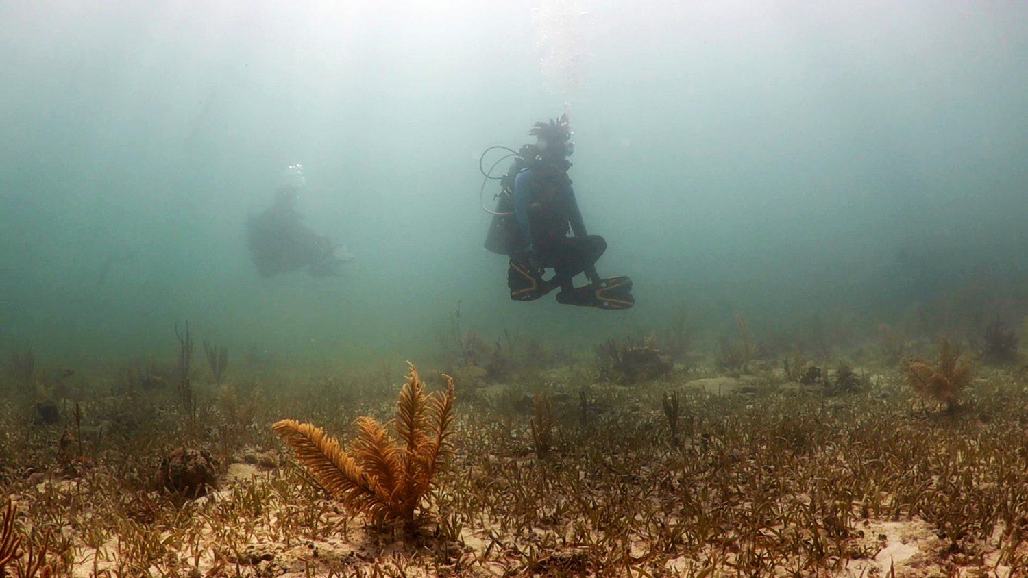 Meditation Ocean Constellation, M.O. Turtlegrass Meadow, 2023 (still). Six-channel video installation with sound.