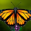 Visionary Magic Design / Mark Hailey Art